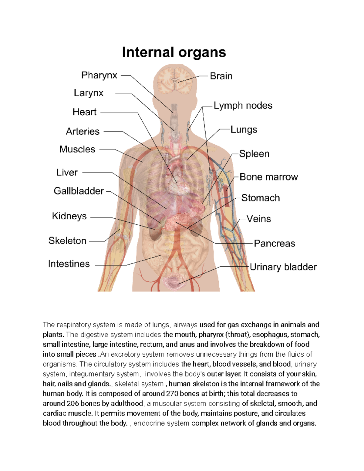 Biology Lecture: Overview of Human Body Systems (BIO 101) - Studocu