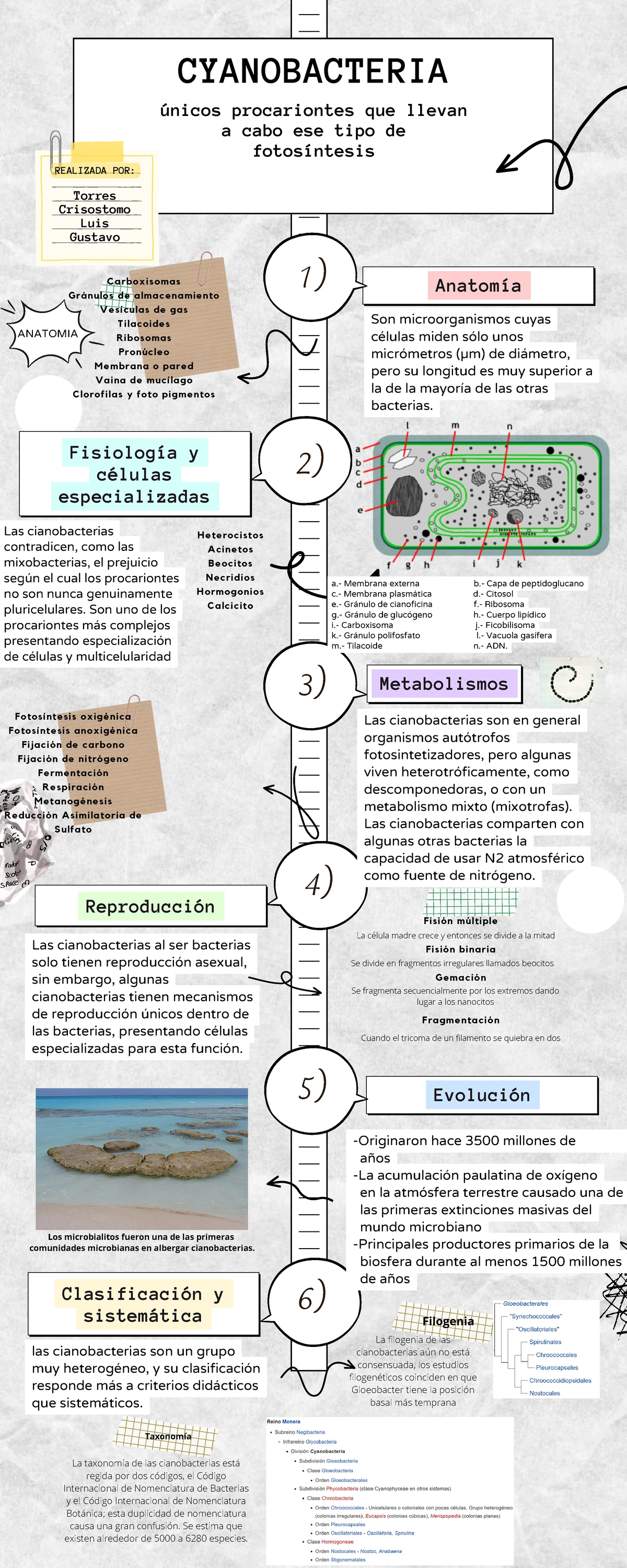 Informe N° 6: Monera, Protista y Fungi en Biología General - Laboratorio -  Studocu
