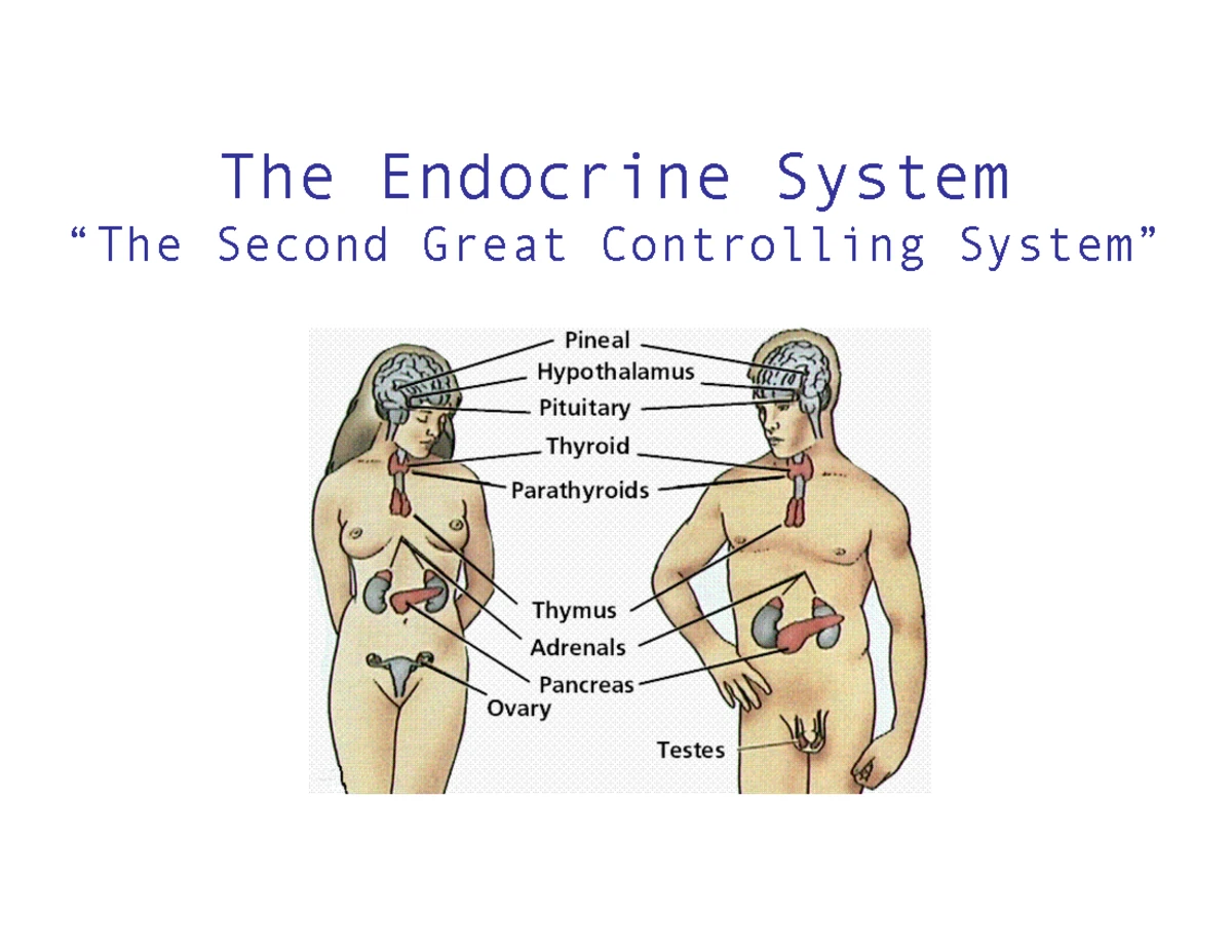 Digestive System Overview: Anatomy of Alimentary Canal & Organs - Studocu