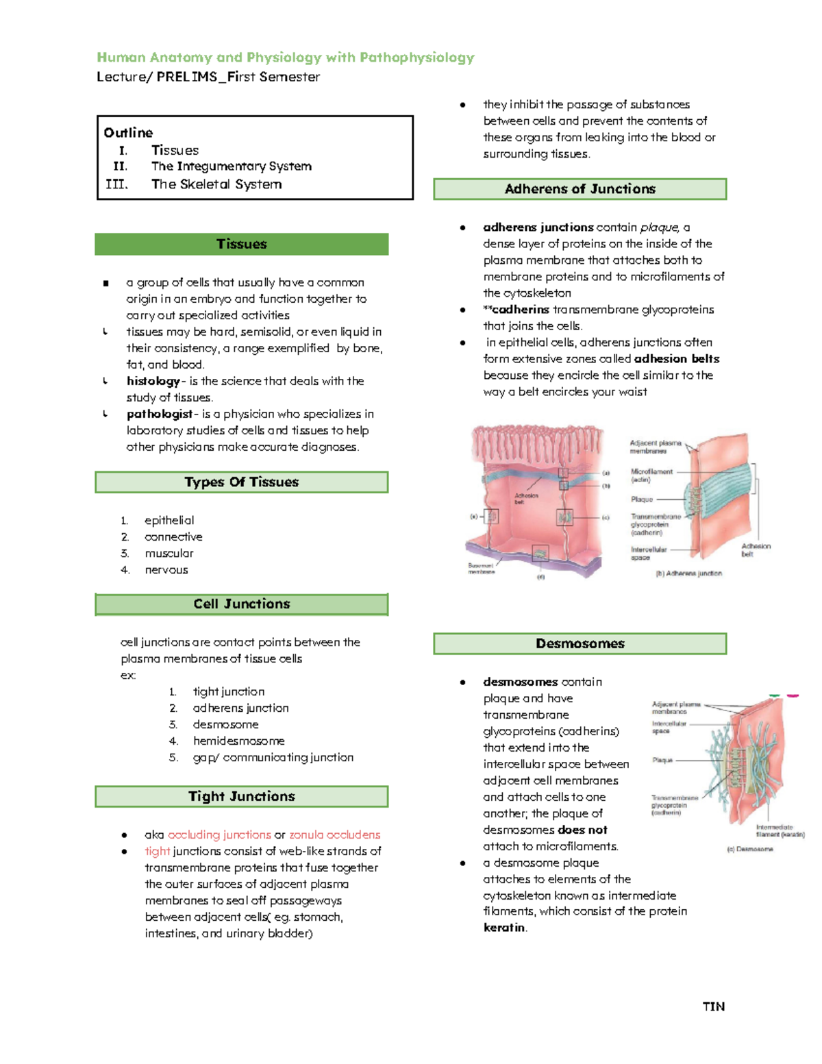 HAPP111 - Lecture Notes on Tissues and Cell Junctions (PRELIMS) - Studocu
