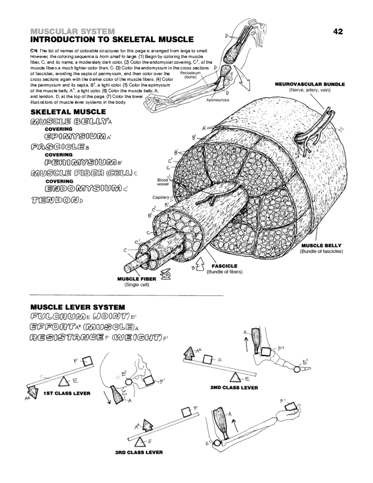 MUSCULAR SYSTEM COLORING GUIDE CN: Anatomy Coloring Book - Studocu