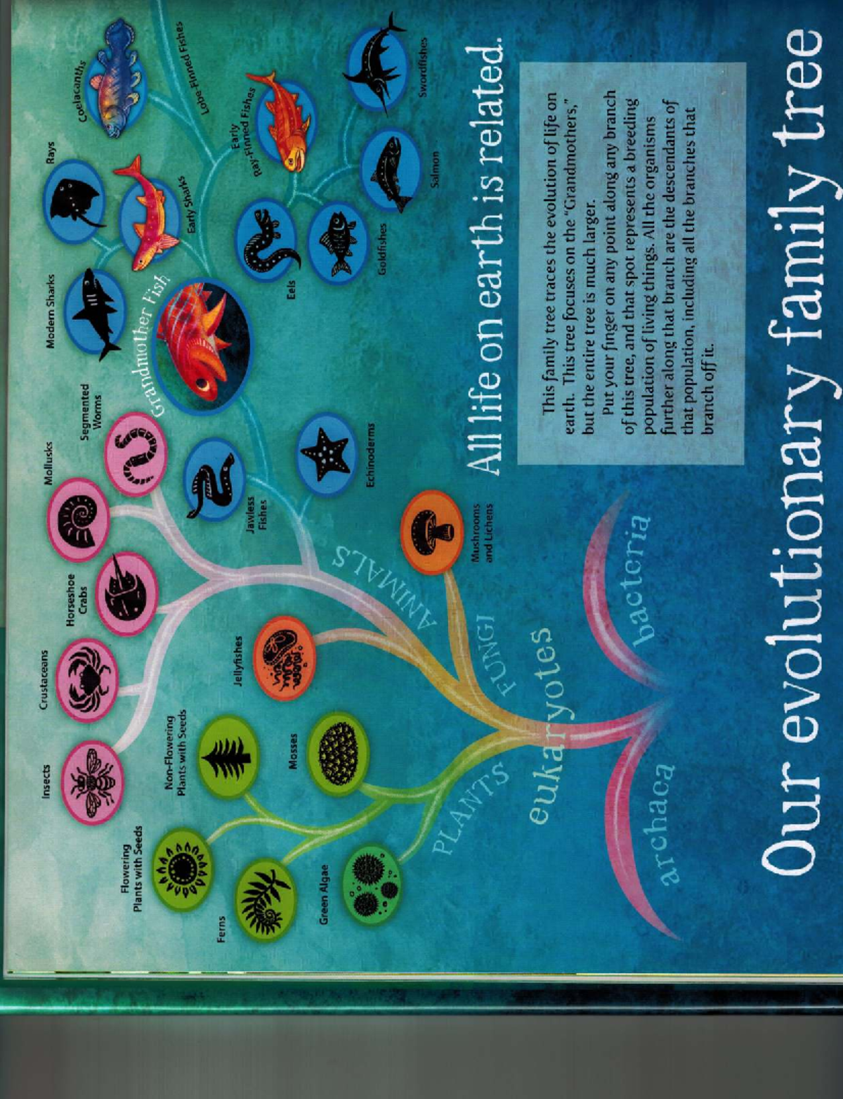 Animal Evolution Overview: From Insects to Eukaryotes - Studocu