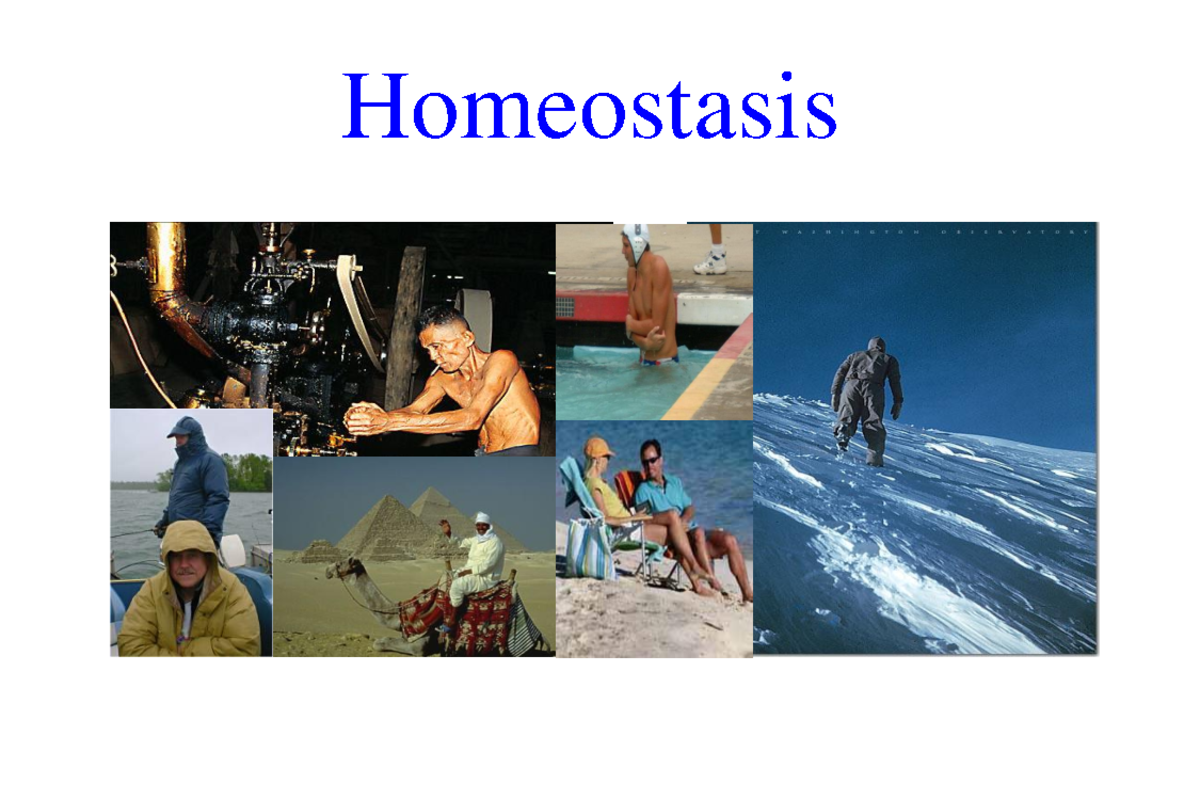 Lec-15 Homeostasis: Understanding Body Temperature Regulation - Studocu