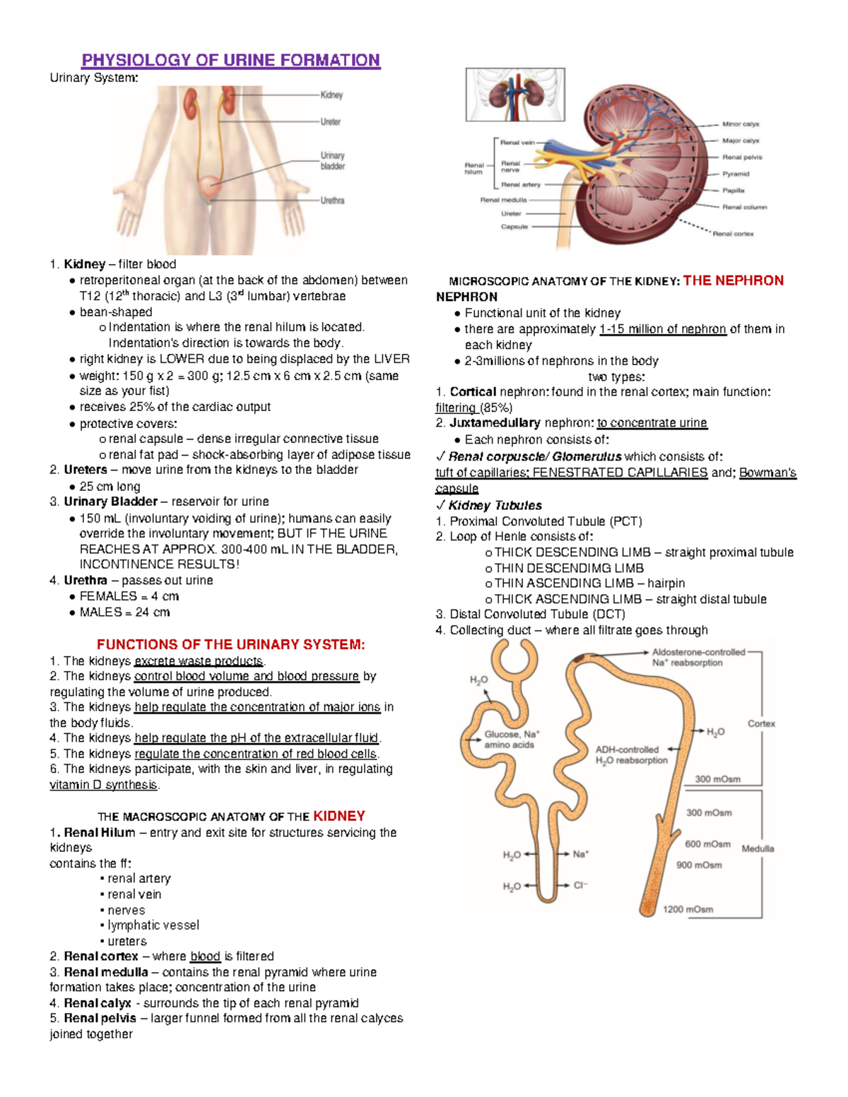 Physiology of Urine Formation - Detailed Overview and Mechanisms - Studocu