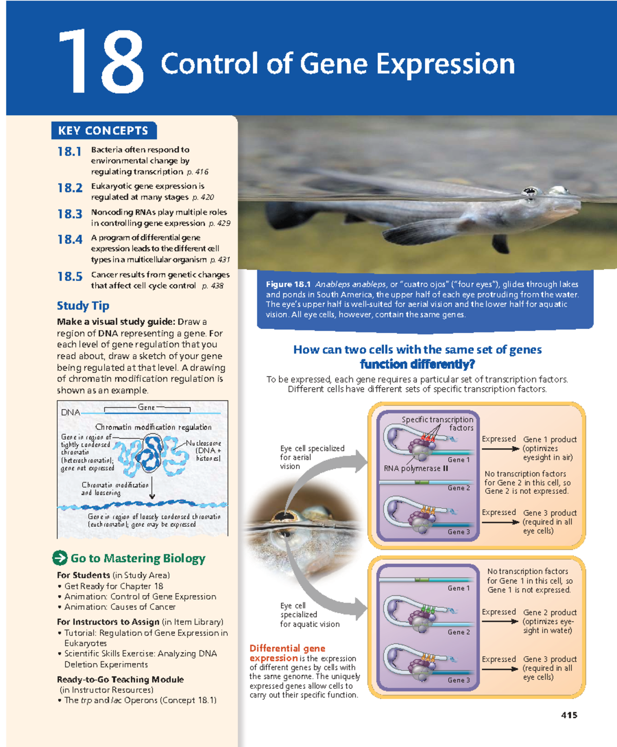 18 Control of Gene Expression: Key Concepts and Mechanisms - Studocu