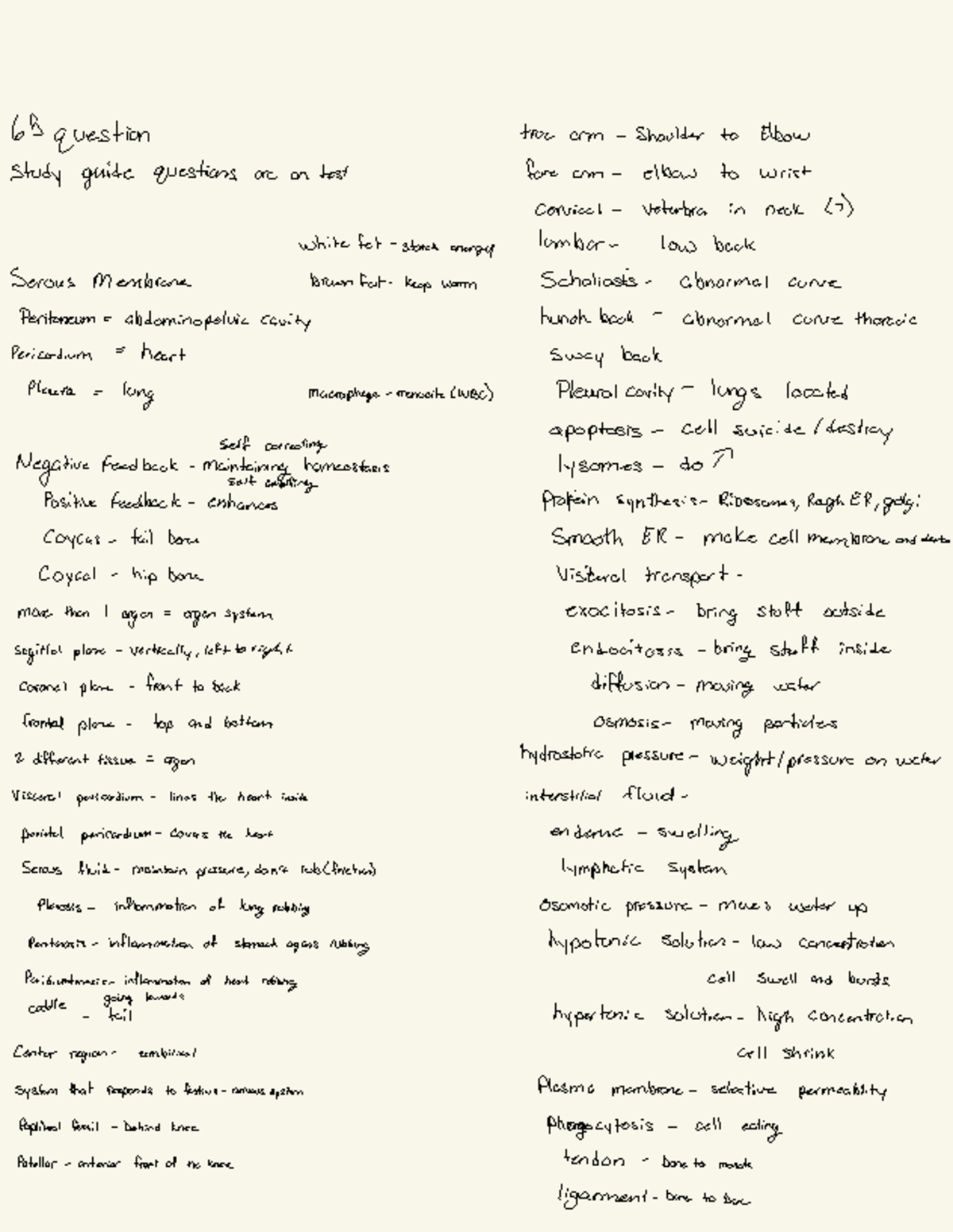 Human Anatomy Study Guide: Key Terms for Exam Prep (ANAT 101) - Studocu
