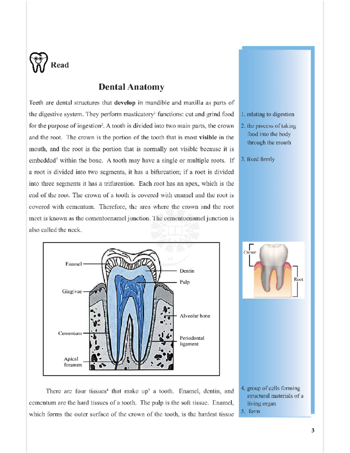 Dental Anatomy Overview: Structure and Function of Teeth (1216) - Studocu