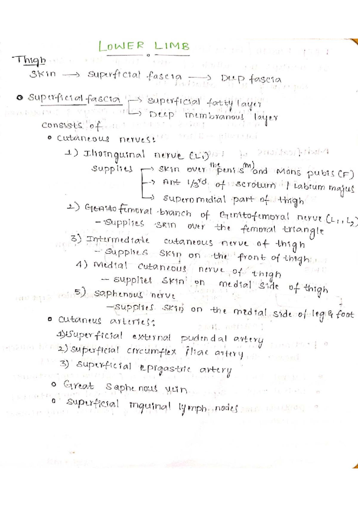 Lower Limb Anatomy Notes (ANAT 405) - Studocu