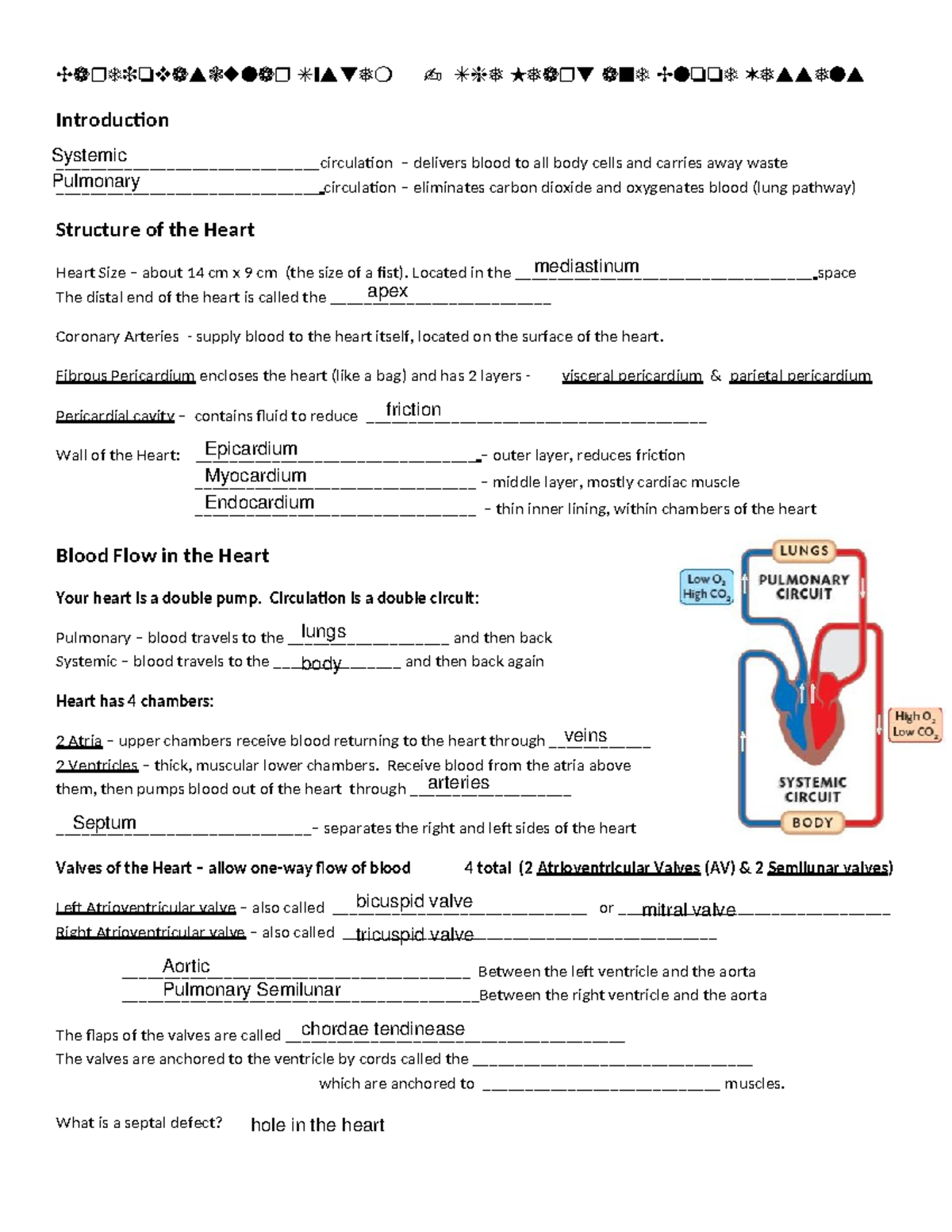 A&P Ch 13 Cardio Notes - credit is costly chapter 4 lesson 4 ...
