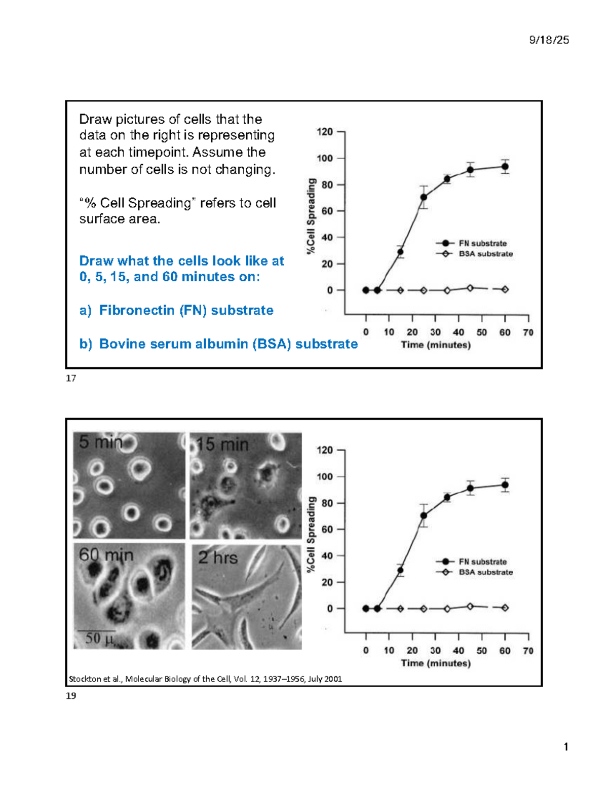 Cell Characterization at Timepoints on FN and BSA Substrates - BIOE120 ...