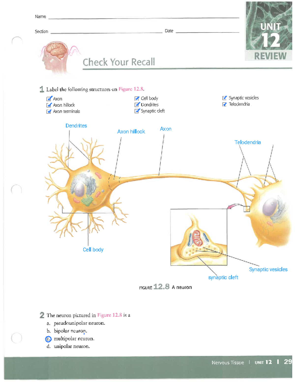 Lab 12.1 Review: Nervous Tissue Structures and Functions - Studocu