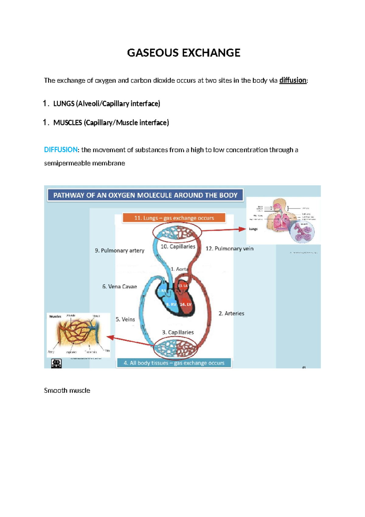 GASEOUS EXCHANGE: Oxygen and CO2 Diffusion in Lungs & Muscles - Studocu