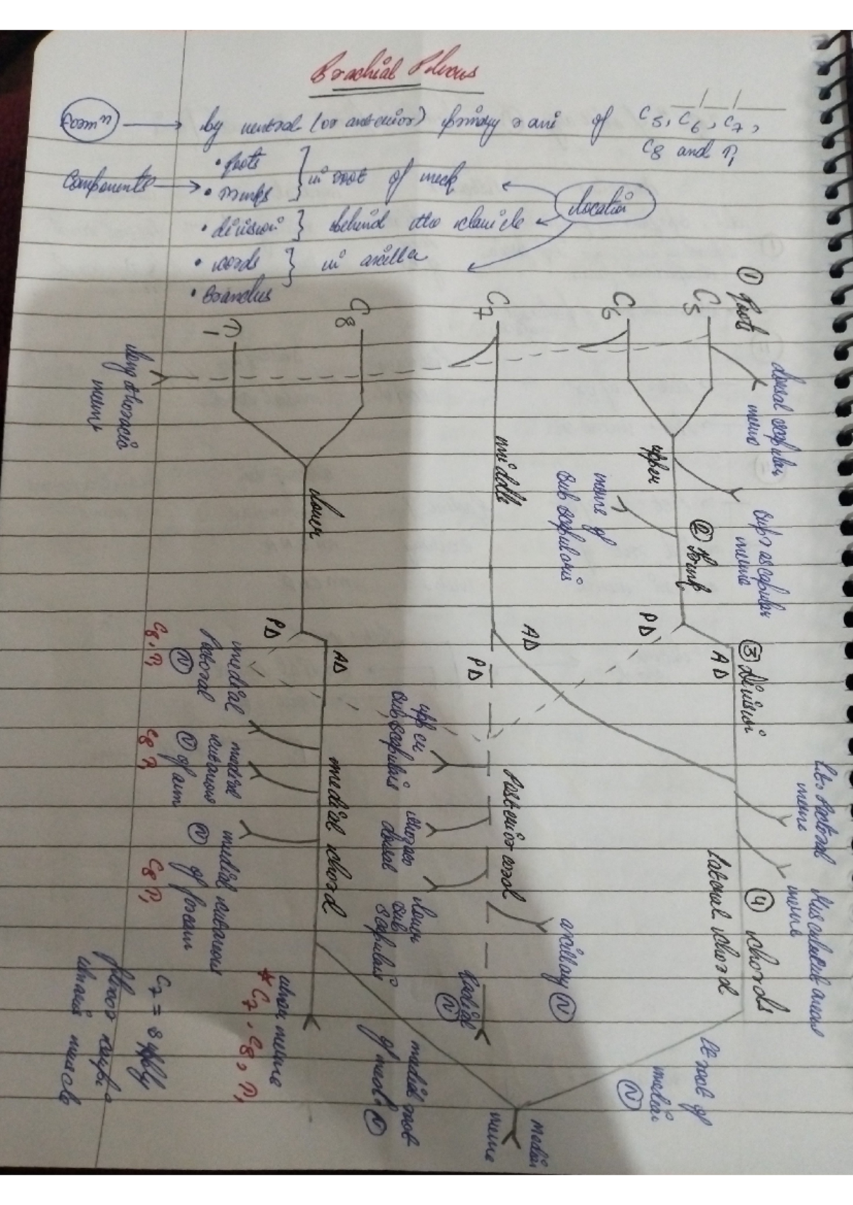 Brachial plexus - Ifgjbbb - lito Rectoral rus calculate anoug mene ...