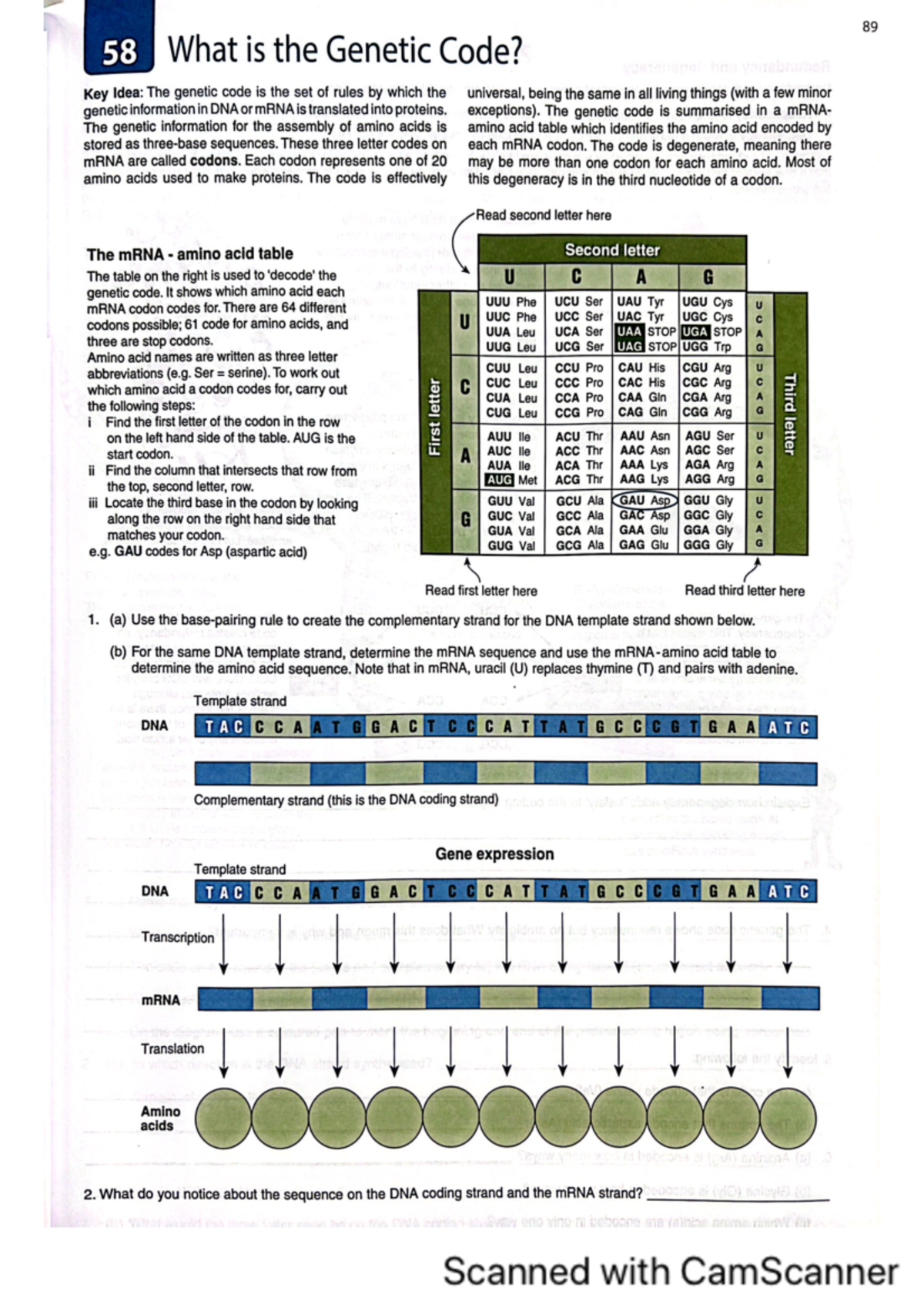 Genetic Code Transcription & Translation Concepts - BIO 89 58 Notes ...