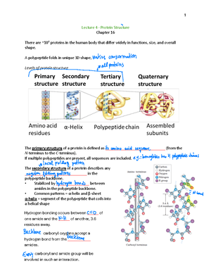 Lecture Notes on Enzyme Kinetics and Protein Structure - Chapter ...