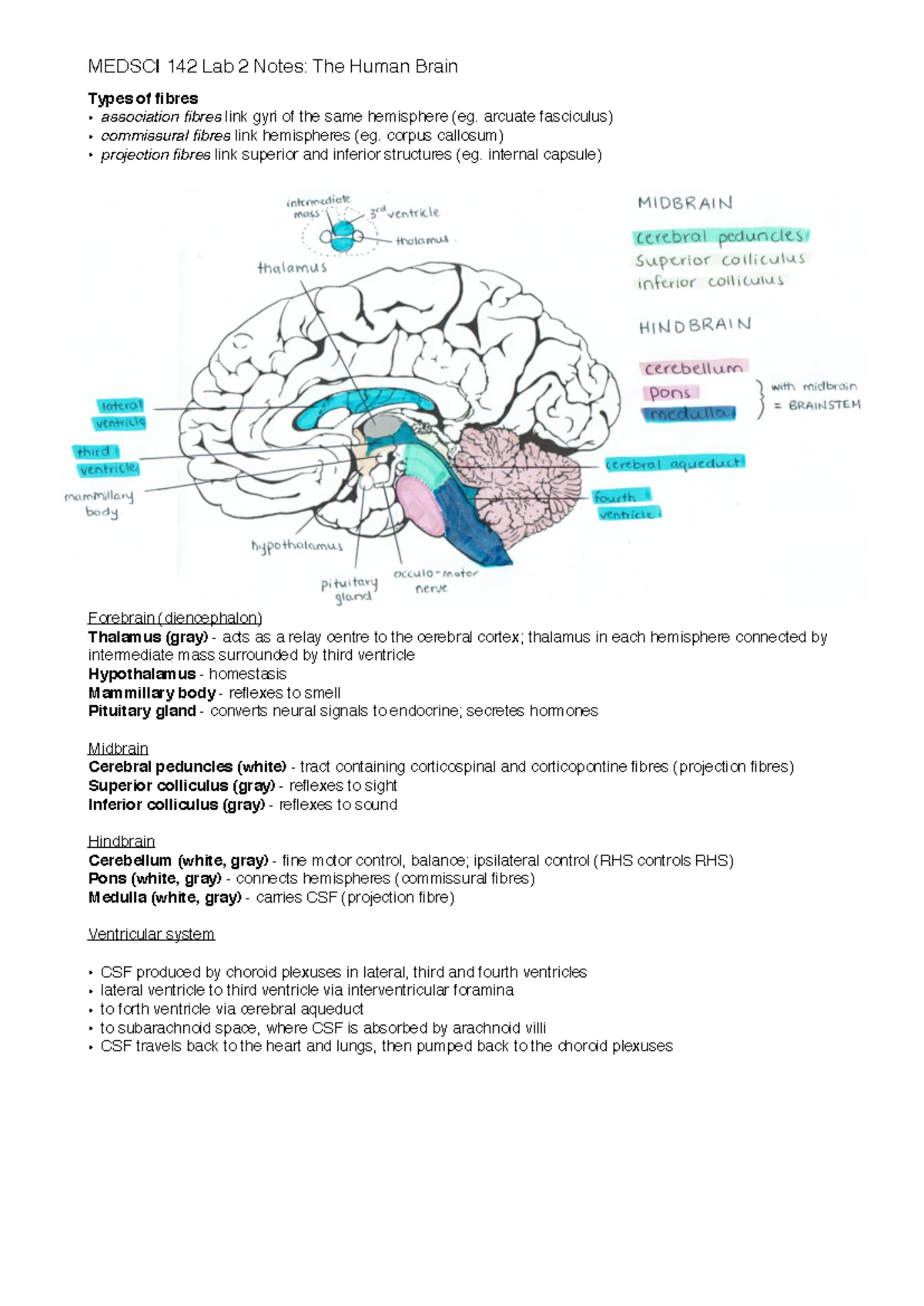 MEDSCI 142 Laboratory 1: Exploring the Human Brain Structures and ...