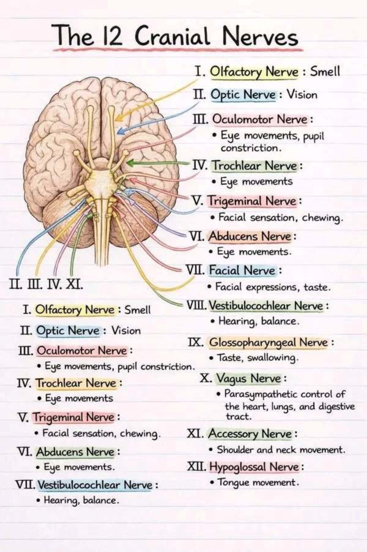 The 12 Cranial Nerves and Their Functions: A Study Guide - Studocu