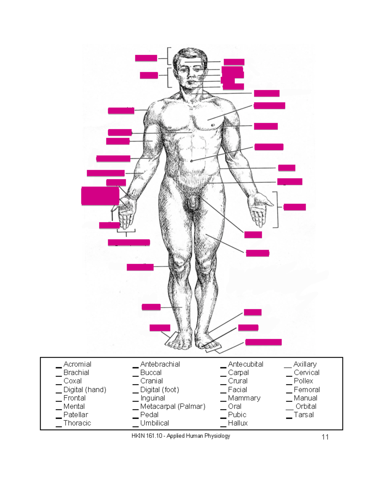 HKIN 161 - Applied Human Physiology Lab Study Guide - Studocu
