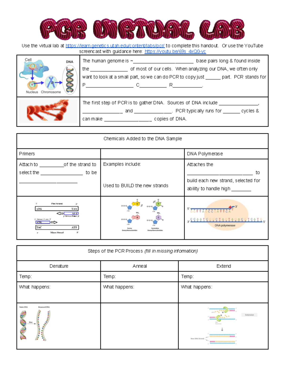 PCR Lab - A Comprehensive Guide to the PCR Process - Studocu