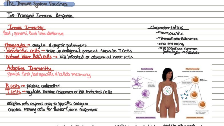 Immune System and Vaccines: Lecture Notes Summary (BIO 101) - Studocu