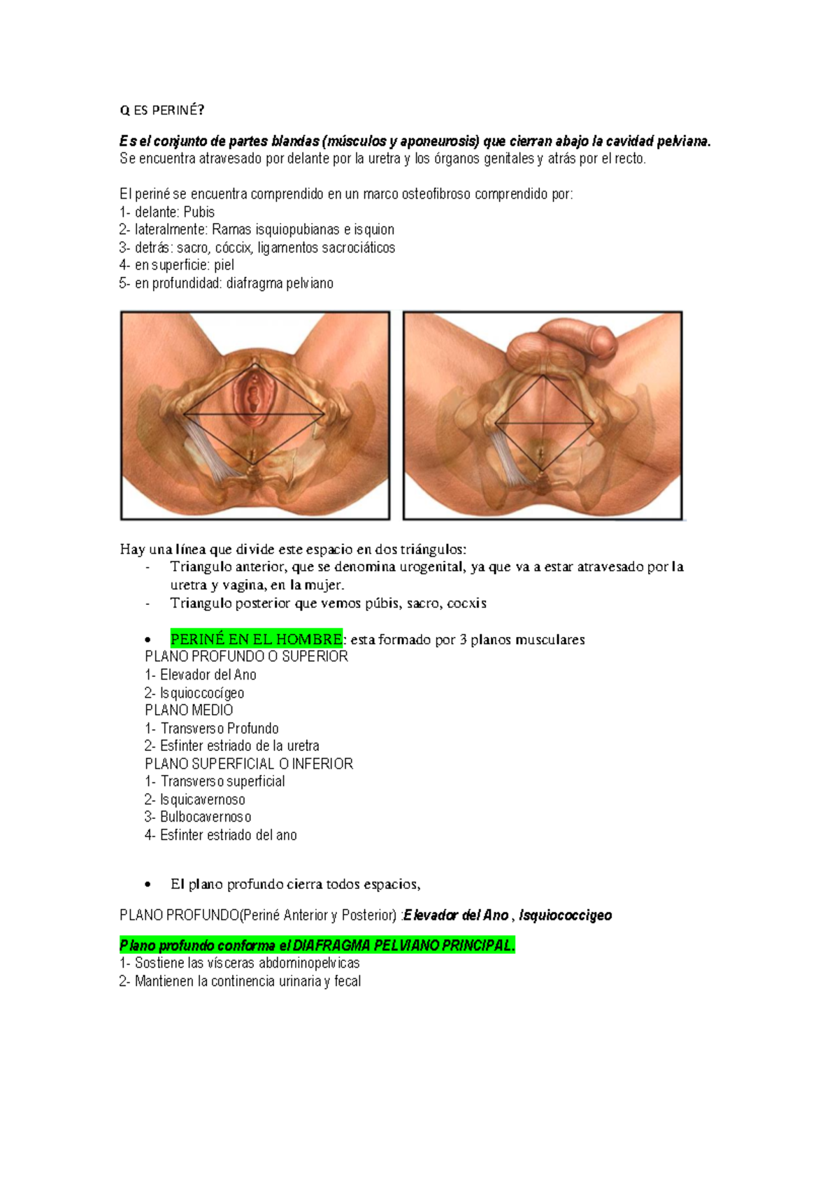 Anatomía del Periné: Estructura y Funciones en Hombres y Mujeres - Studocu