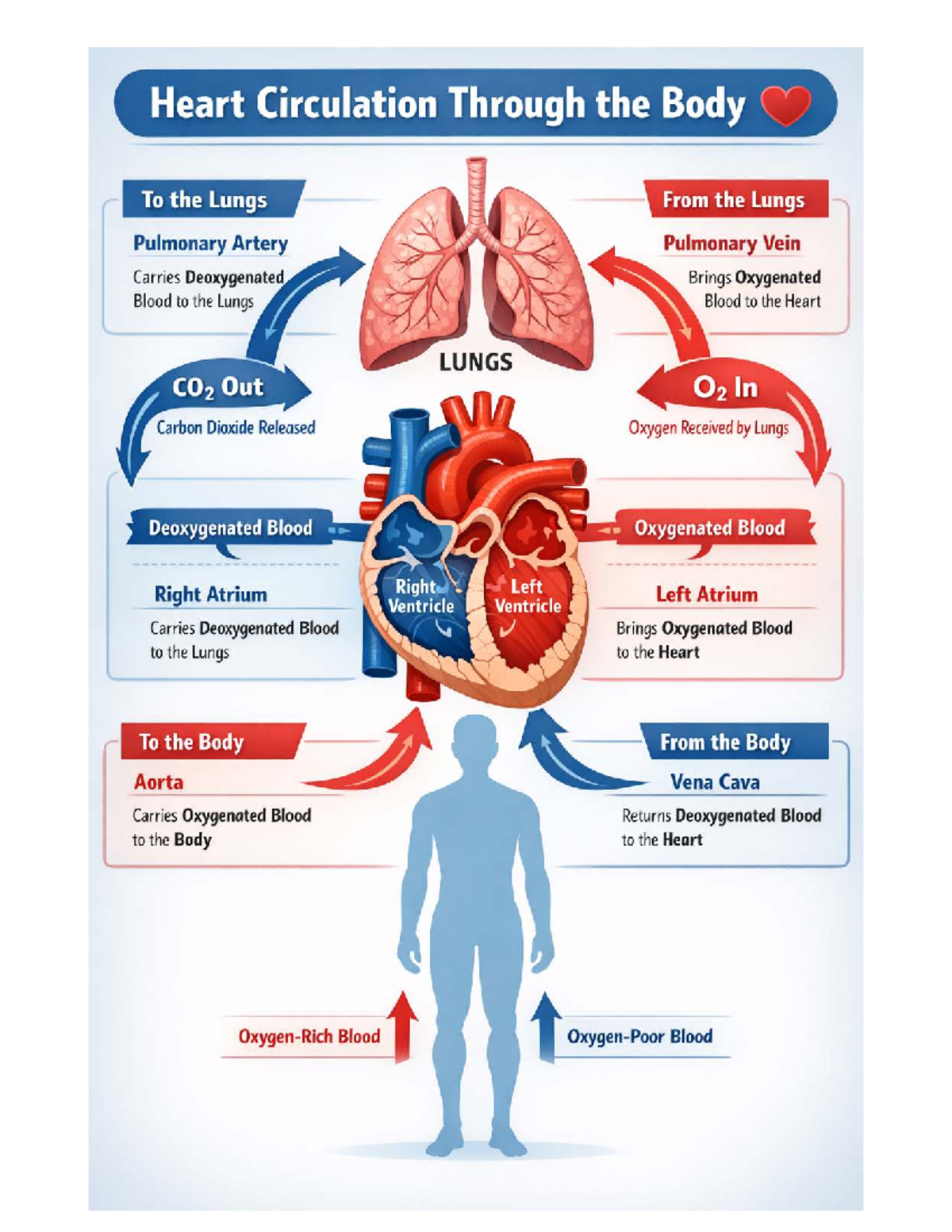 Circulatory System: Blood Flow and Heart Function Explained - Studocu
