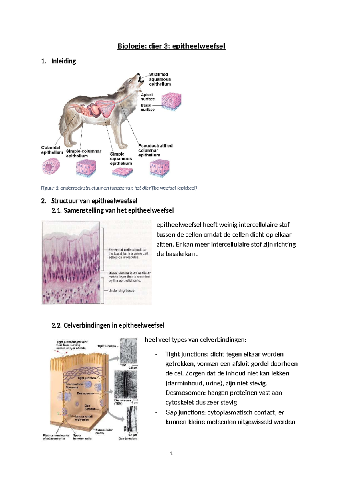 Samenvatting D3: Epitheelweefsel in Biologie - Studocu
