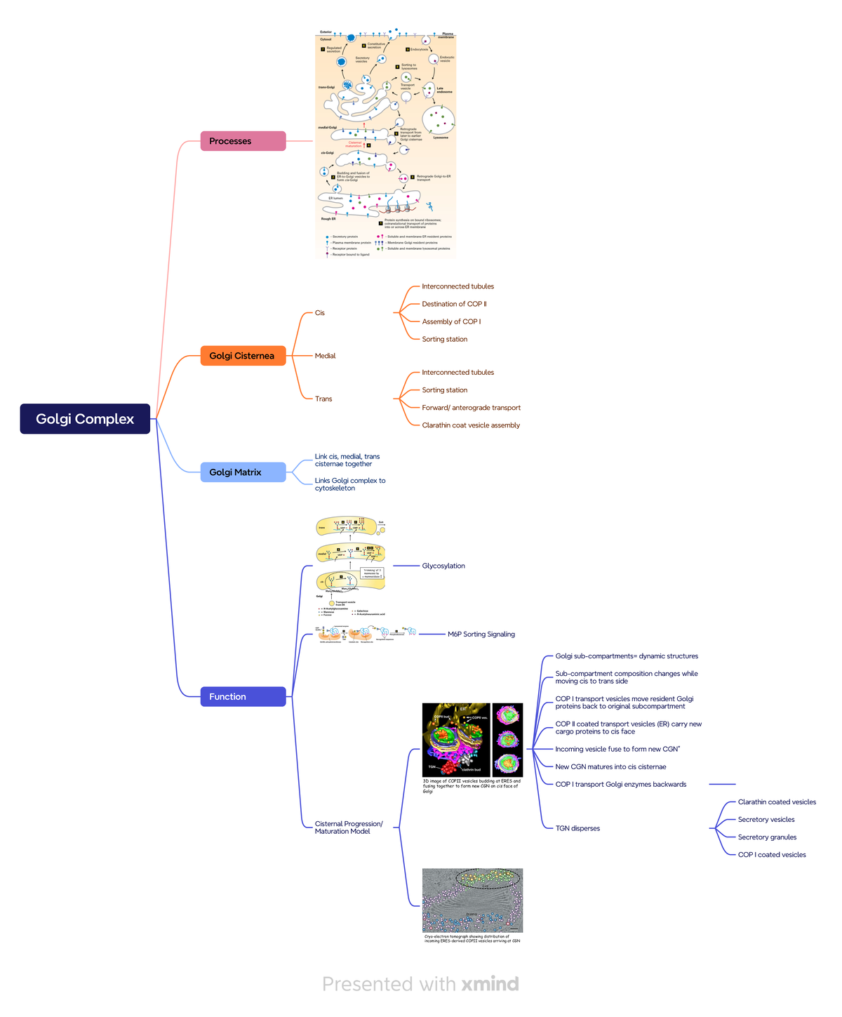 Golgi Complex - Summary Molecular and Cellular Biology - Golgi Complex ...