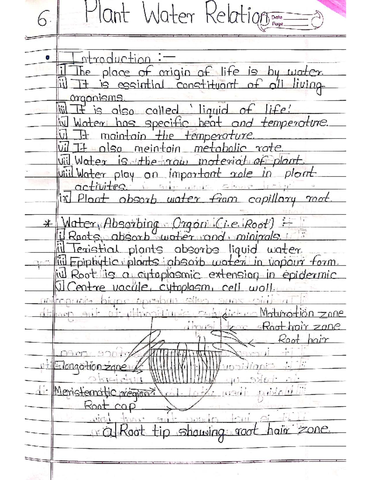 Biology Notes: Chapter 6 - Plant Water Relations - Studocu