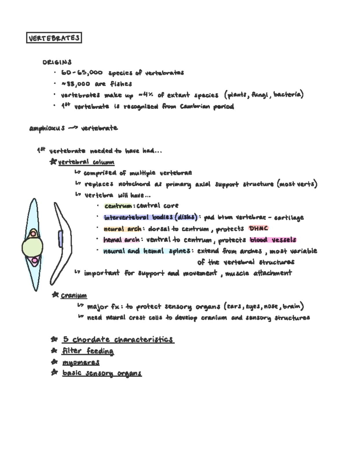 BSC 295: Evolutionary Development of Vertebrate Structures - Studocu