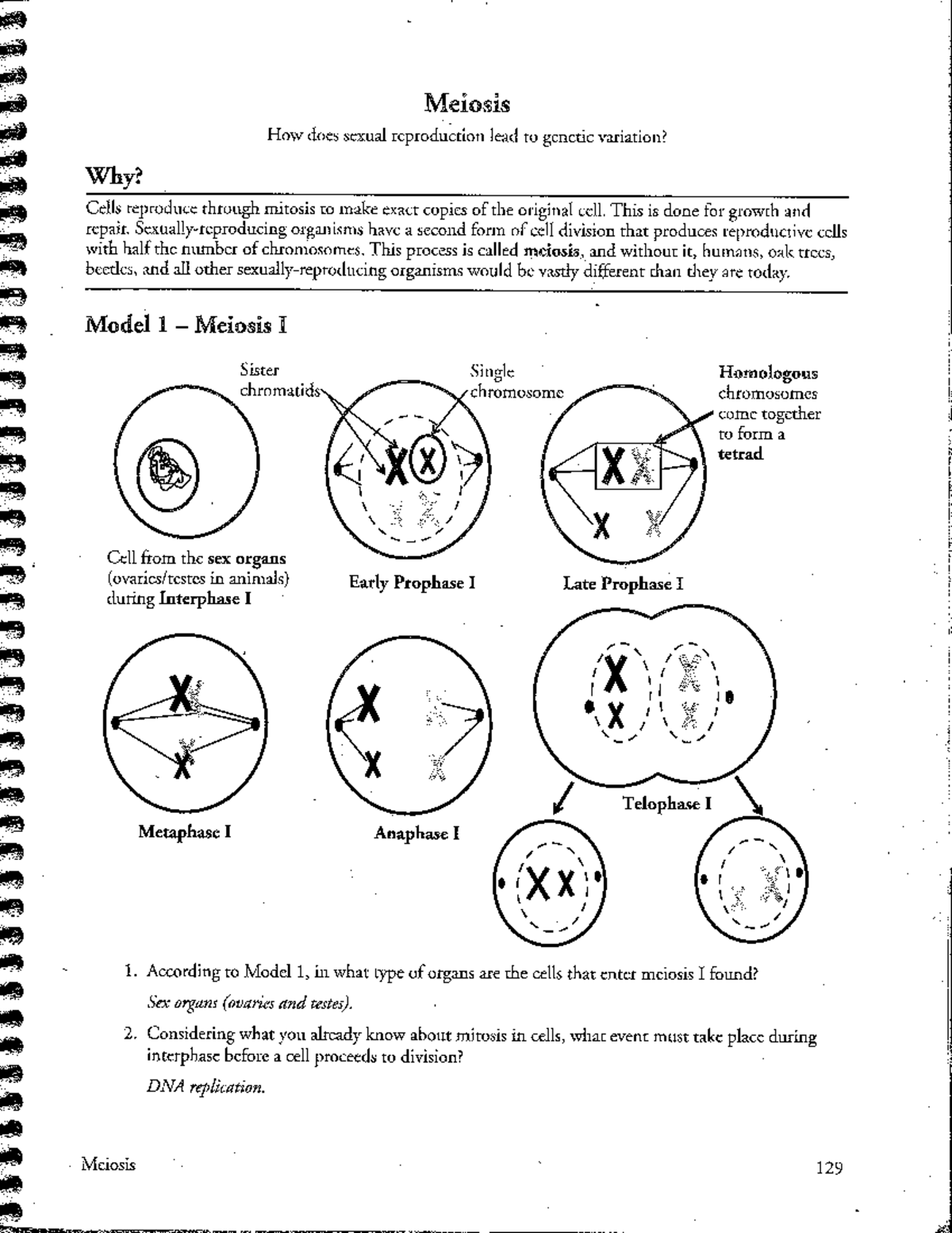 Pogil Meiosis - KEY (Biology 101) - Understanding Genetic Variation ...