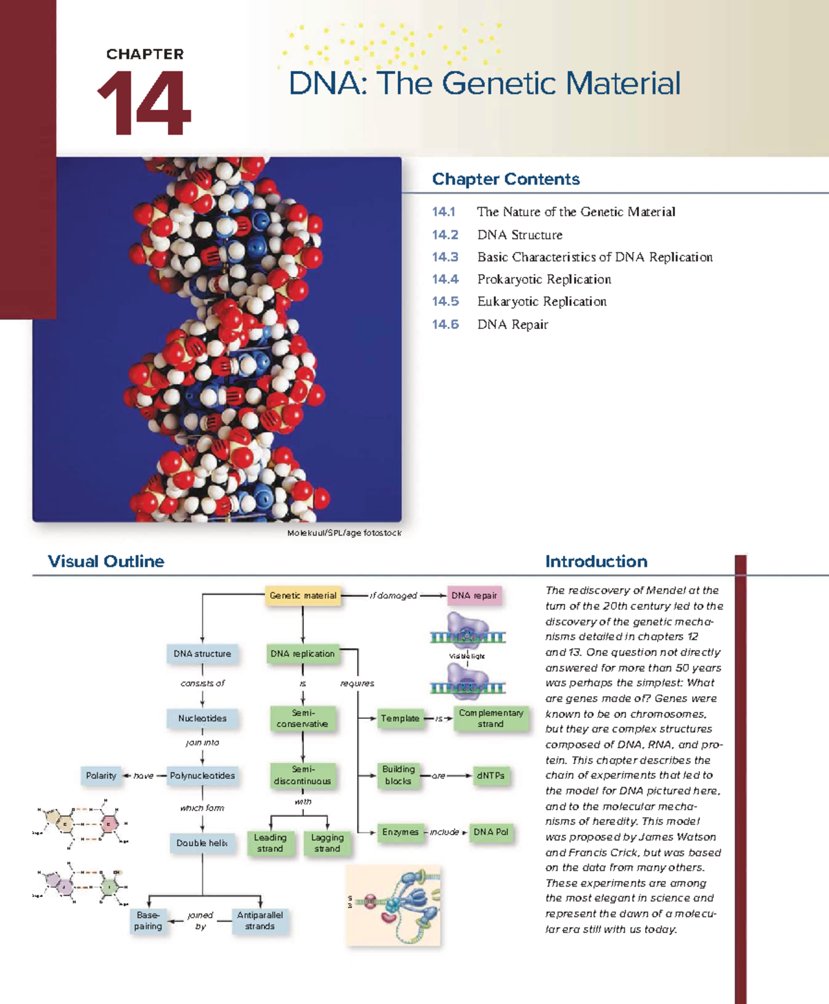 DNA: The Genetic Material - Key Concepts & Repair Mechanisms (Chapter ...