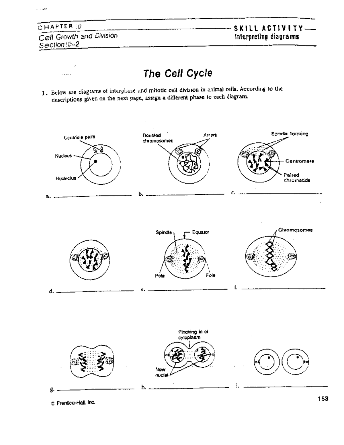 NEW Chapter 10 Skill Activity: Cell Growth & Division - Studocu