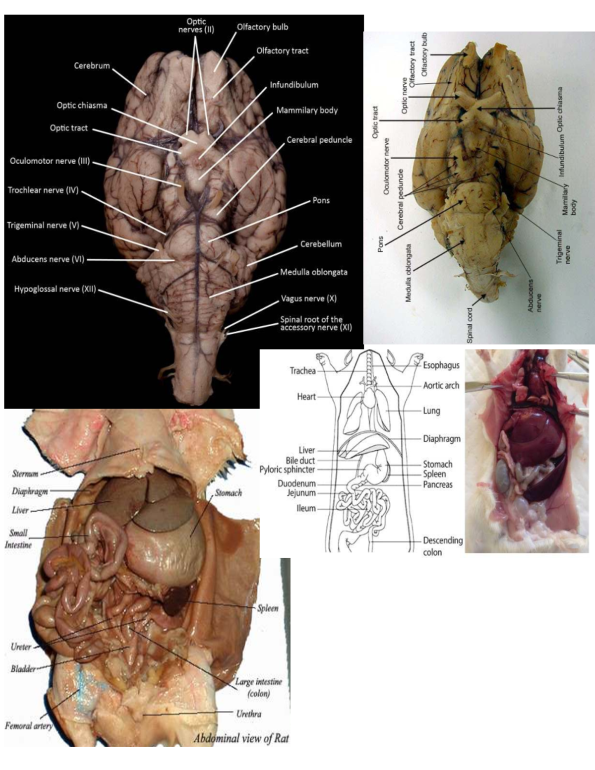 Rat and Sheep Practical 3: Neuroanatomy Overview - Studocu