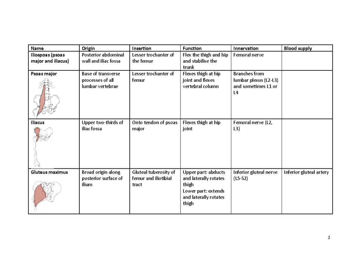 Muscle Chart with Functions, Innervations & Blood Supply - Studocu