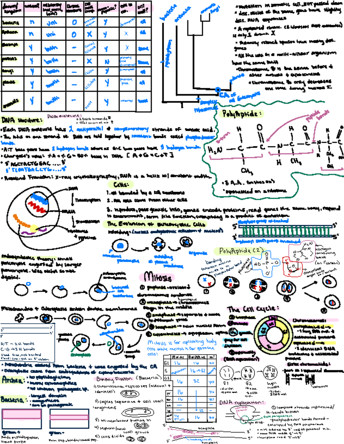 Final Exam Study Guide for Biology 148: Genetics and Cell Biology - Studocu