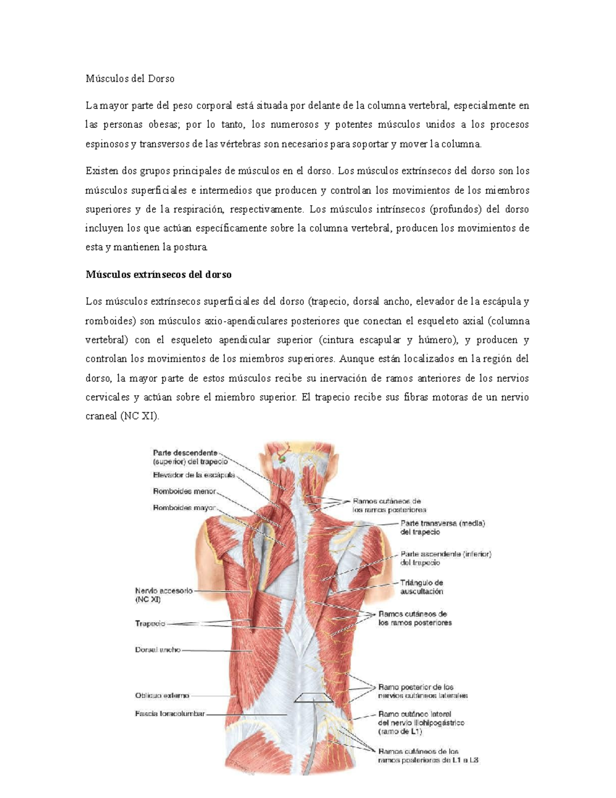 Músculos del Dorso: Anatomía y Función en la Columna Vertebral - Studocu, image size:1200x1553