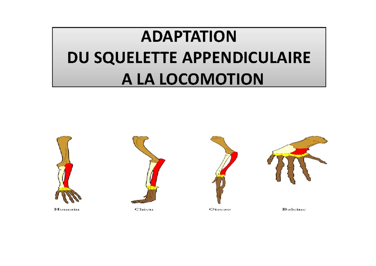PPP TD Adaptation du Chiridium chez les Vertébrés: Locomotion et ...