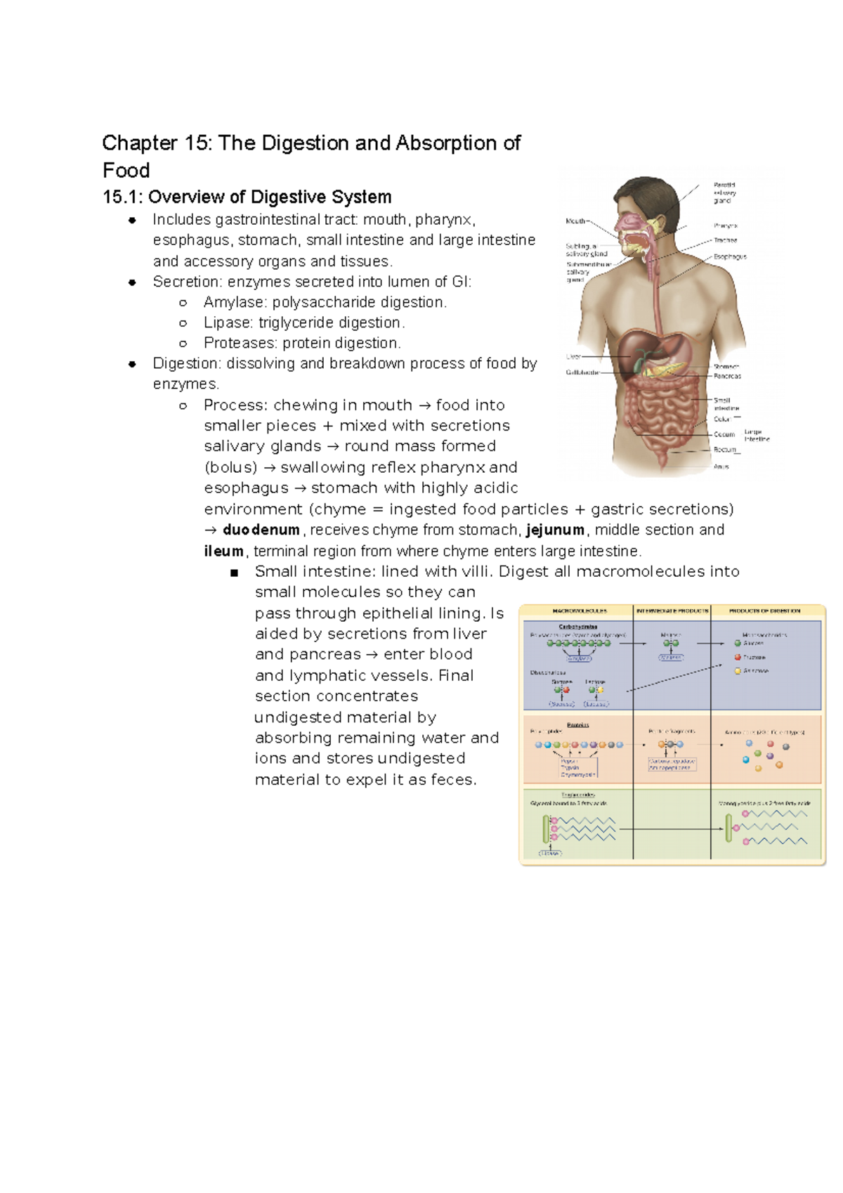 Chapter 15: Digestive System Overview and Nutrient Absorption - Studeersnel