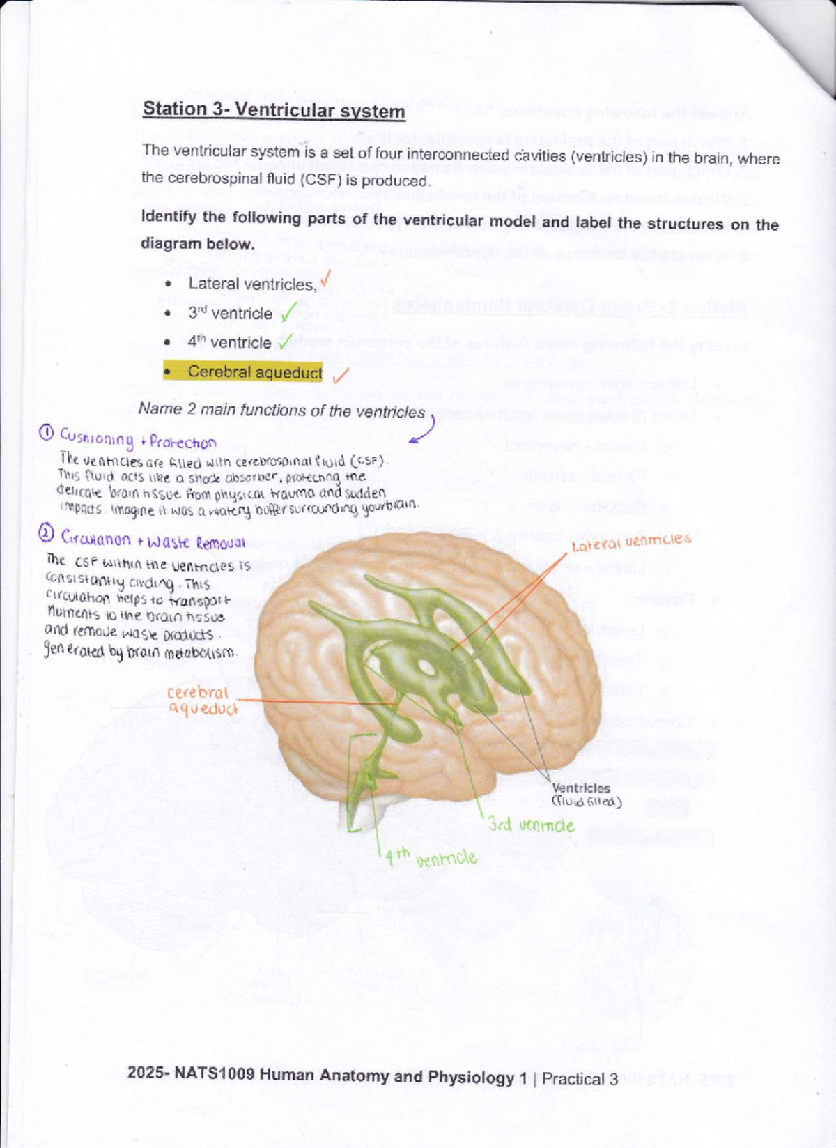 NATS1009 Practical 3: Ventricular System Anatomy and Functions - Studocu