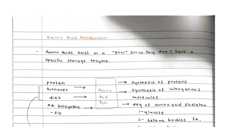 Amino Acid Metabolism Overview: Key Pathways and Processes - Studocu