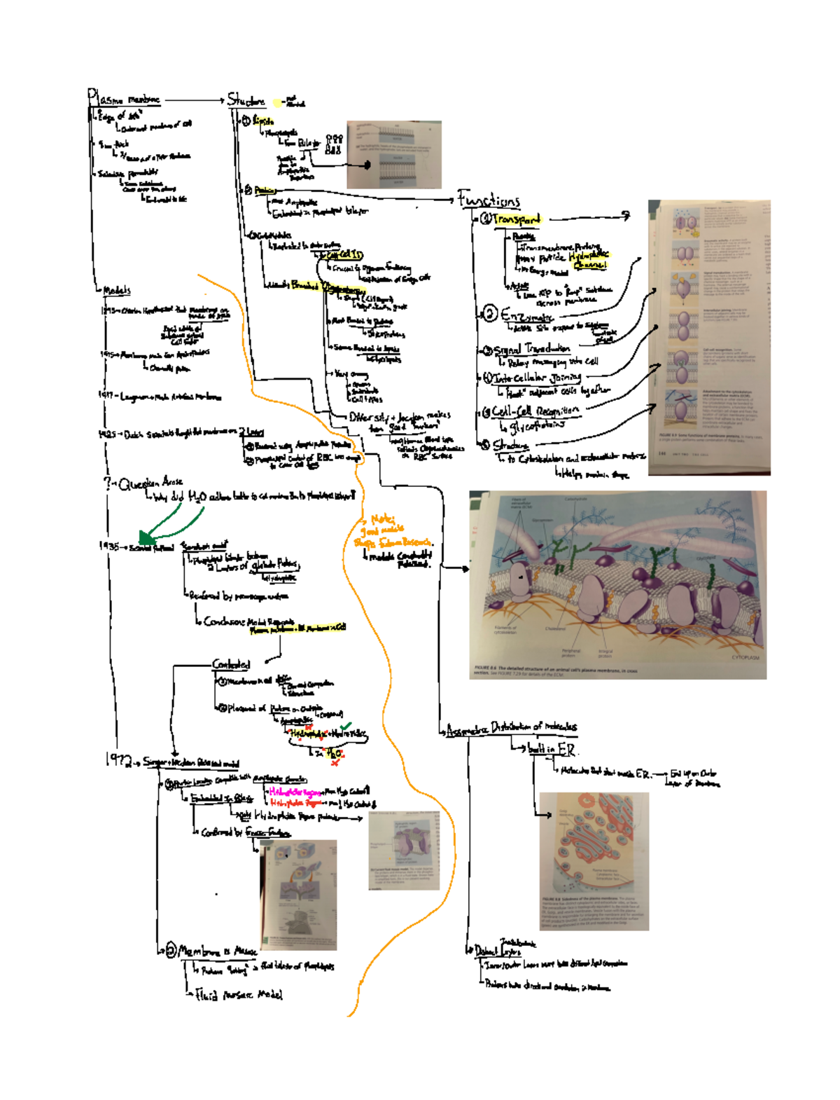Membrane Structure Notes - Detailed Overview of Plasma Membrane - Studocu