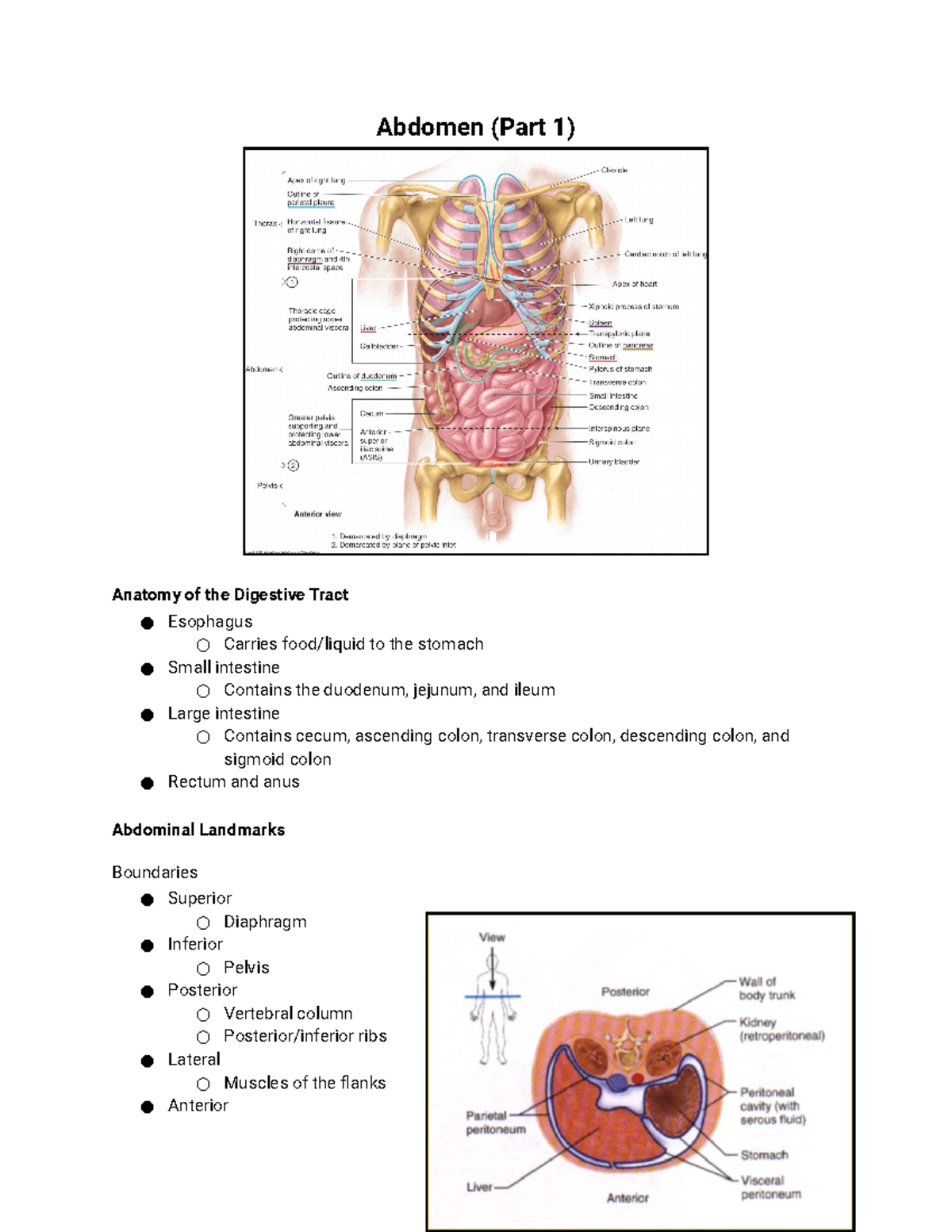 Clinical Anatomy - Abdomen Overview for PA SCHOOL - Studocu, image size:1200x1553