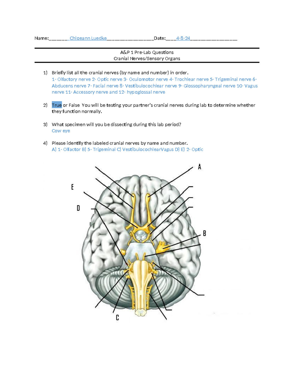 AP 1 Cranial Nerves Pre-Lab Questions - Name:Chloeann Luedke ...