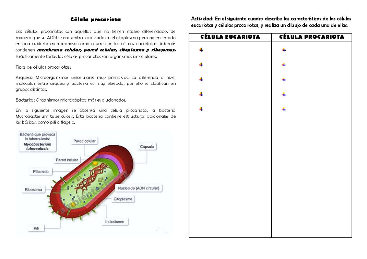 Ejemplos De Células Procariotas Ciclo Celular AcercaCiencia