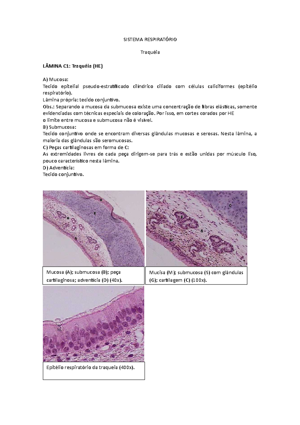 Tecidos Do Sistema Respiratorio Sistema Respiratório Histologia