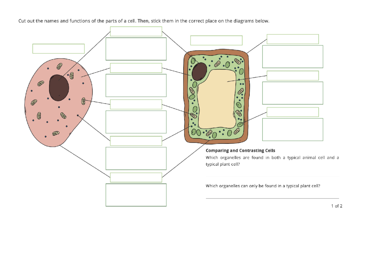 1.1 & 1.2 Plant & Animal Cells Labelling Wsheet - Y7 Science - Studocu