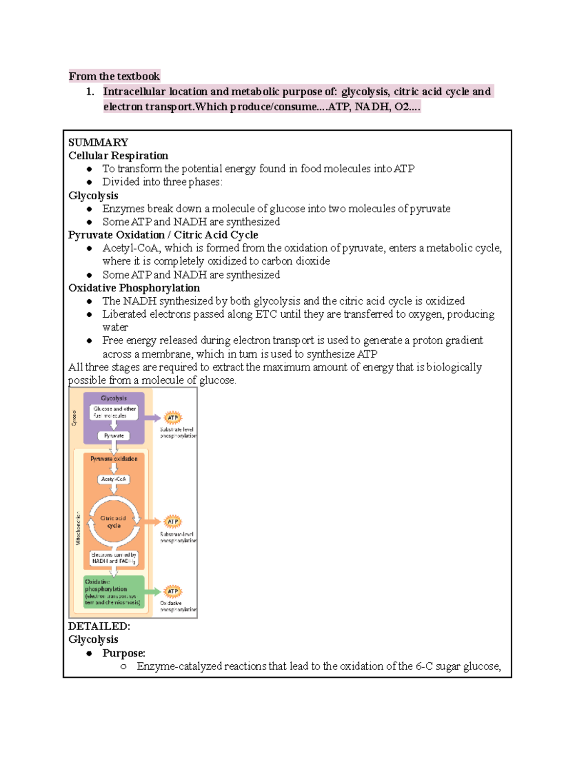 Biology 1002B: Lecture 8 Summary - Cellular Respiration Mechanisms ...