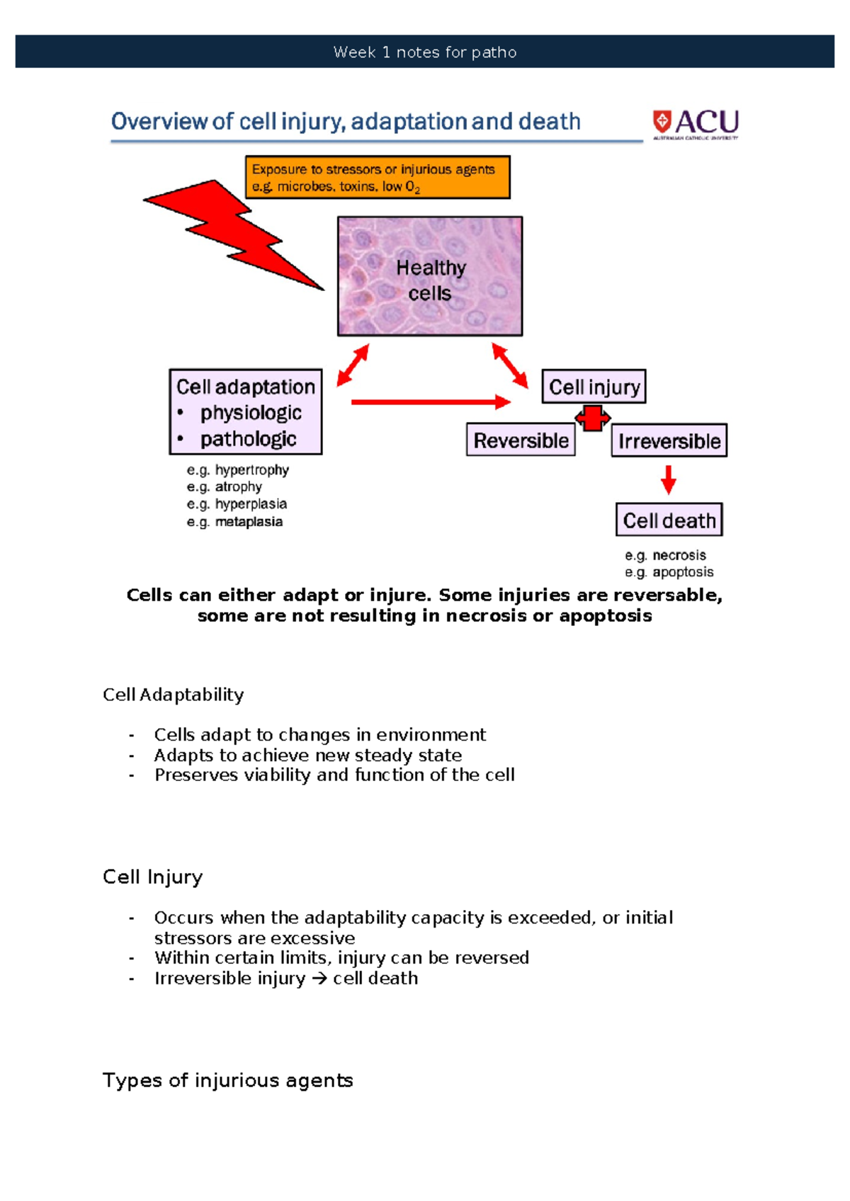 Pathophysiology Week 1 Lecture Notes: Understanding Cell Injury and ...