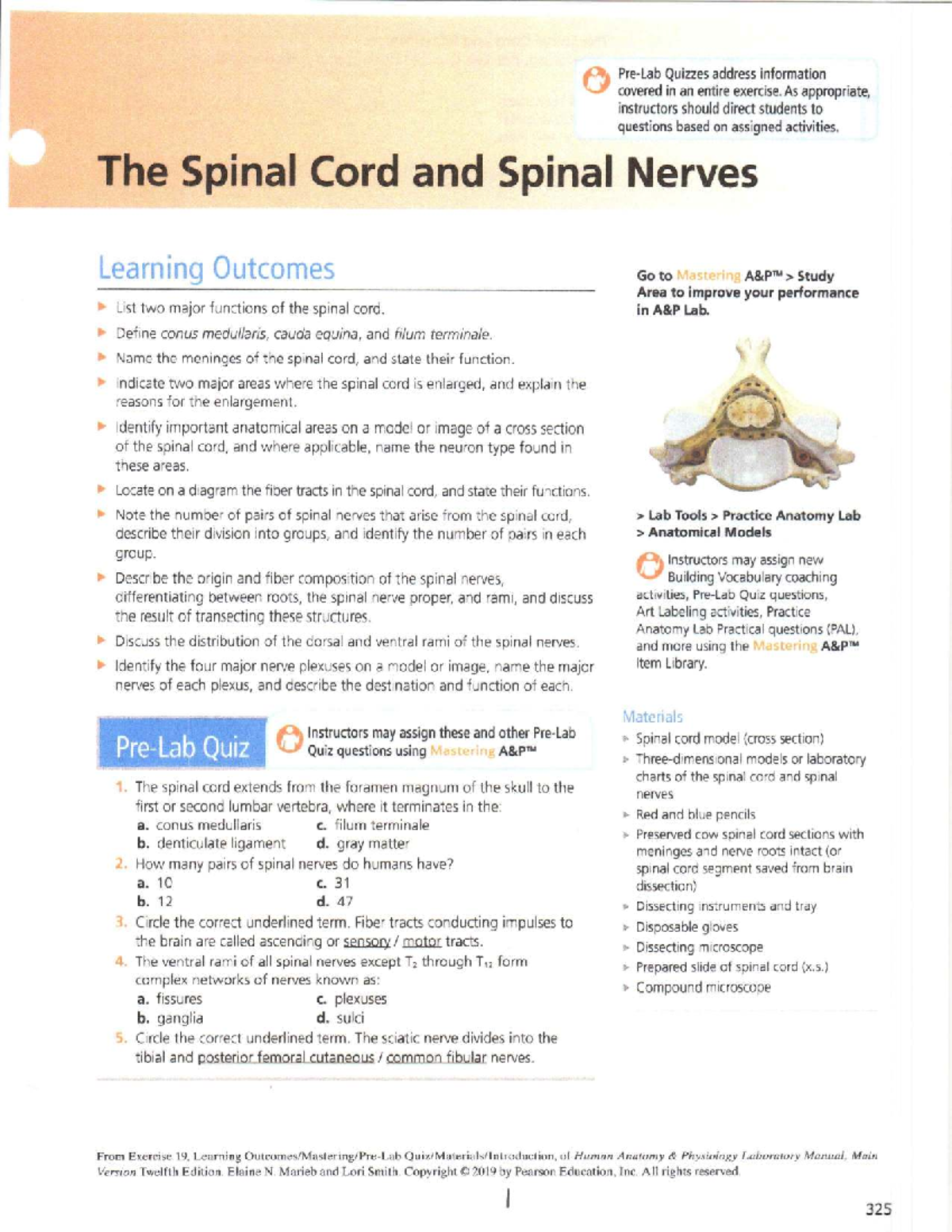 Lab 13: Spinal Cord and Spinal Nerves Quiz Preparation - Studocu